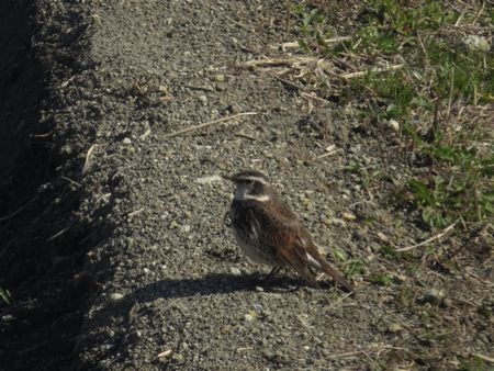 f:id:apoca:20130412215321j:image