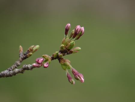 f:id:apoca:20130412215325j:image