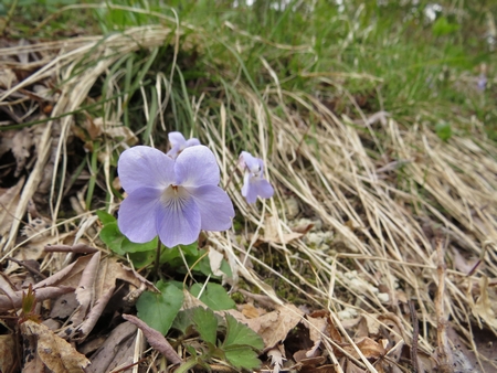 f:id:apoca:20130412215328j:image