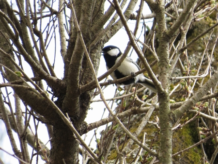 f:id:apoca:20130412215329j:image