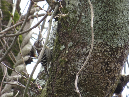f:id:apoca:20130412215330j:image