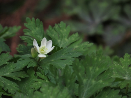 f:id:apoca:20130412215331j:image