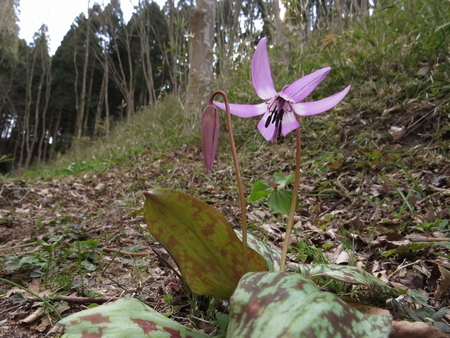 f:id:apoca:20130412215332j:image