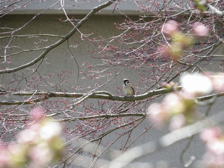f:id:apoca:20130413193159j:image
