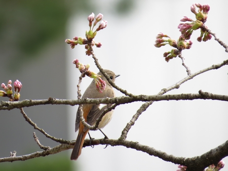 f:id:apoca:20130413193201j:image