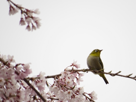 f:id:apoca:20130421212117j:image