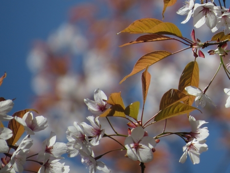 f:id:apoca:20130428223208j:image