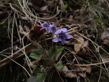 f:id:apoca:20130428223210j:image