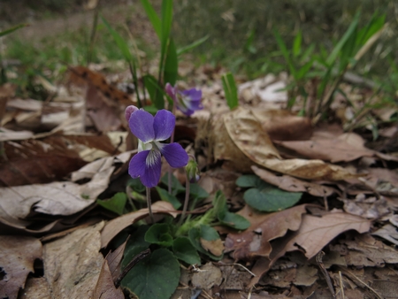 f:id:apoca:20130428223214j:image