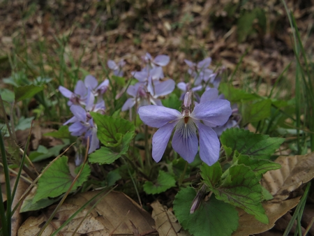 f:id:apoca:20130428223215j:image