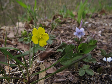 f:id:apoca:20130428223216j:image
