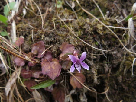 f:id:apoca:20130428223218j:image