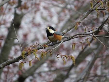f:id:apoca:20130428223220j:image