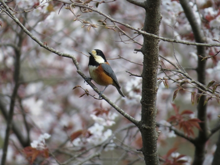 f:id:apoca:20130428223221j:image