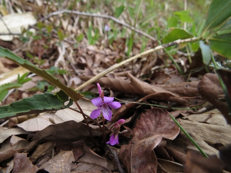 f:id:apoca:20130428223225j:image