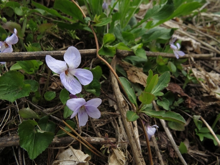 f:id:apoca:20130504220913j:image