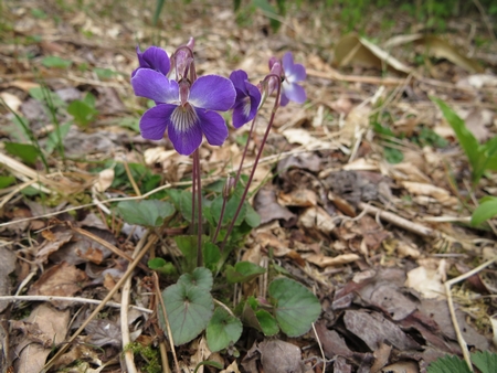 f:id:apoca:20130504220915j:image