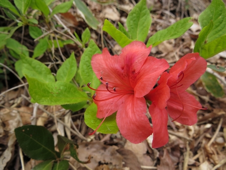 f:id:apoca:20130504220917j:image
