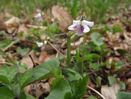 f:id:apoca:20130504220918j:image