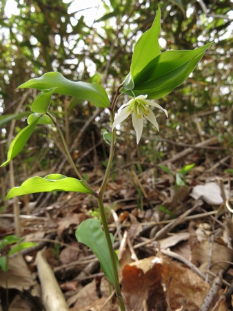 f:id:apoca:20130504220919j:image