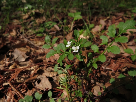 f:id:apoca:20130504220920j:image
