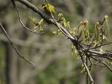 f:id:apoca:20130504220921j:image