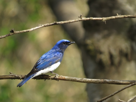 f:id:apoca:20130504220927j:image