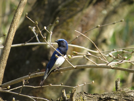 f:id:apoca:20130504220928j:image
