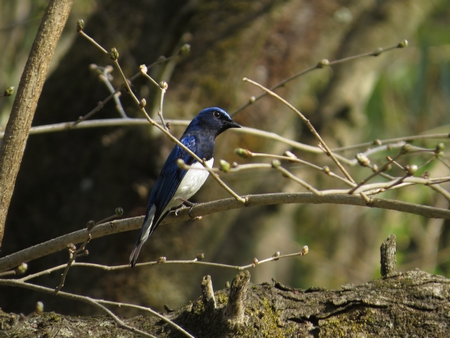 f:id:apoca:20130504220929j:image