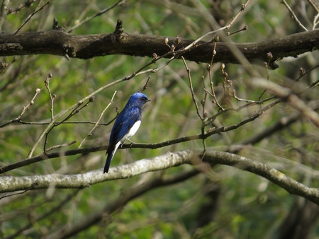 f:id:apoca:20130504220930j:image
