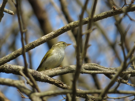 f:id:apoca:20130504220931j:image