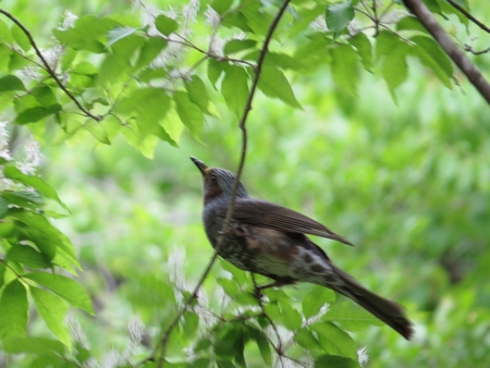 f:id:apoca:20130609201039j:image