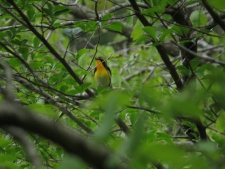 f:id:apoca:20130609201040j:image