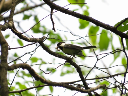 f:id:apoca:20130609201042j:image