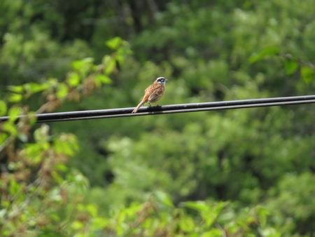 f:id:apoca:20130609201043j:image