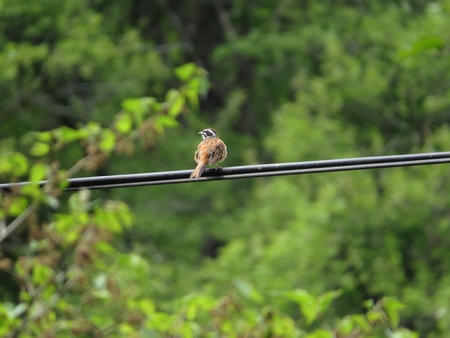 f:id:apoca:20130609201044j:image