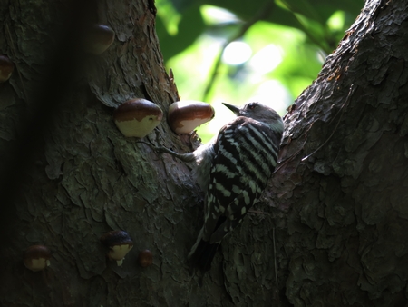 f:id:apoca:20130609201046j:image