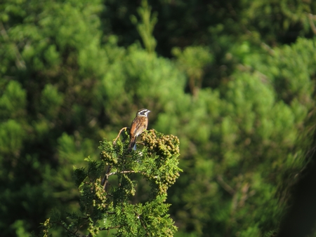 f:id:apoca:20130609201047j:image