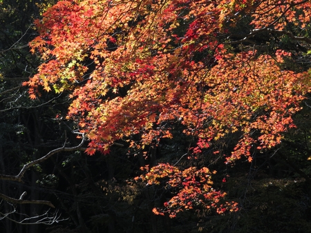 f:id:apoca:20131117203347j:image