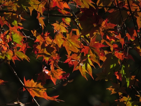 f:id:apoca:20131117203351j:image