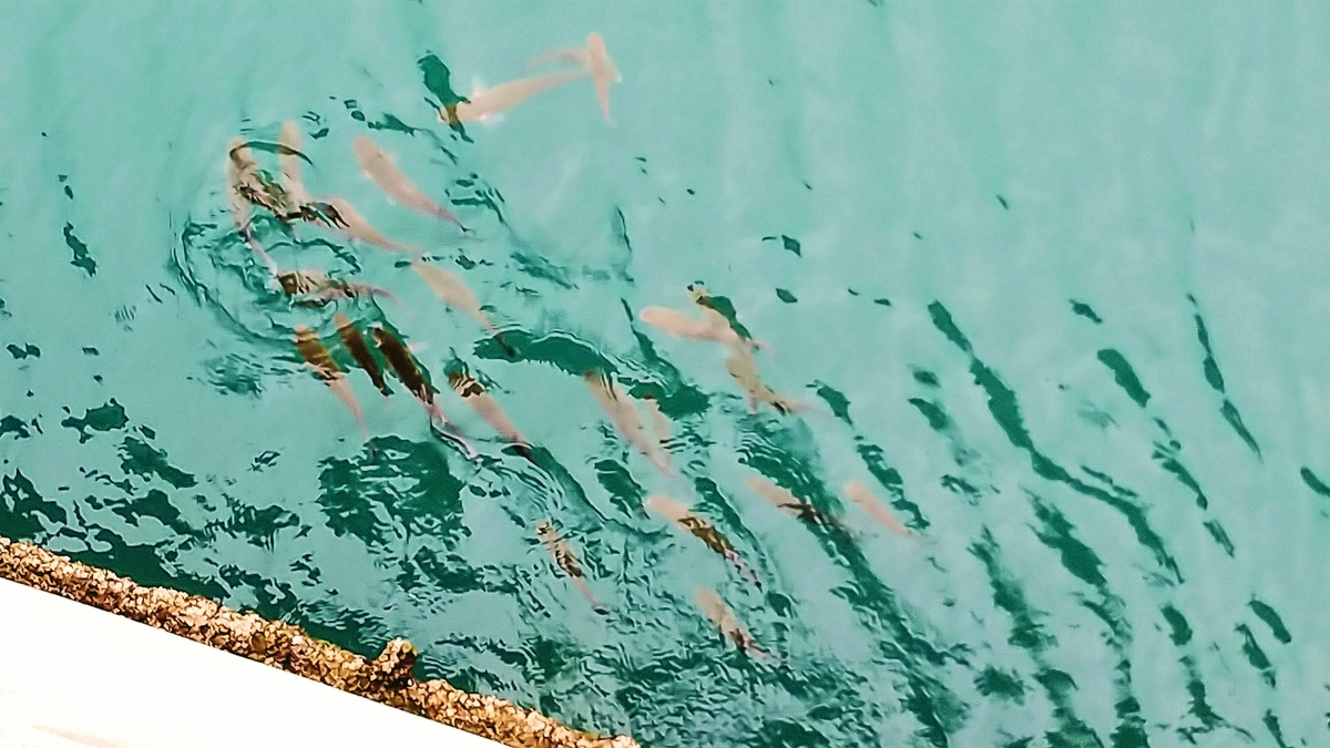 f:id:apocket:20190406074637j:plain