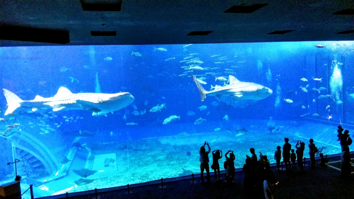 沖縄美ら海水族館を遊び尽くす2026|混雑回避と大水槽の攻略秘訣