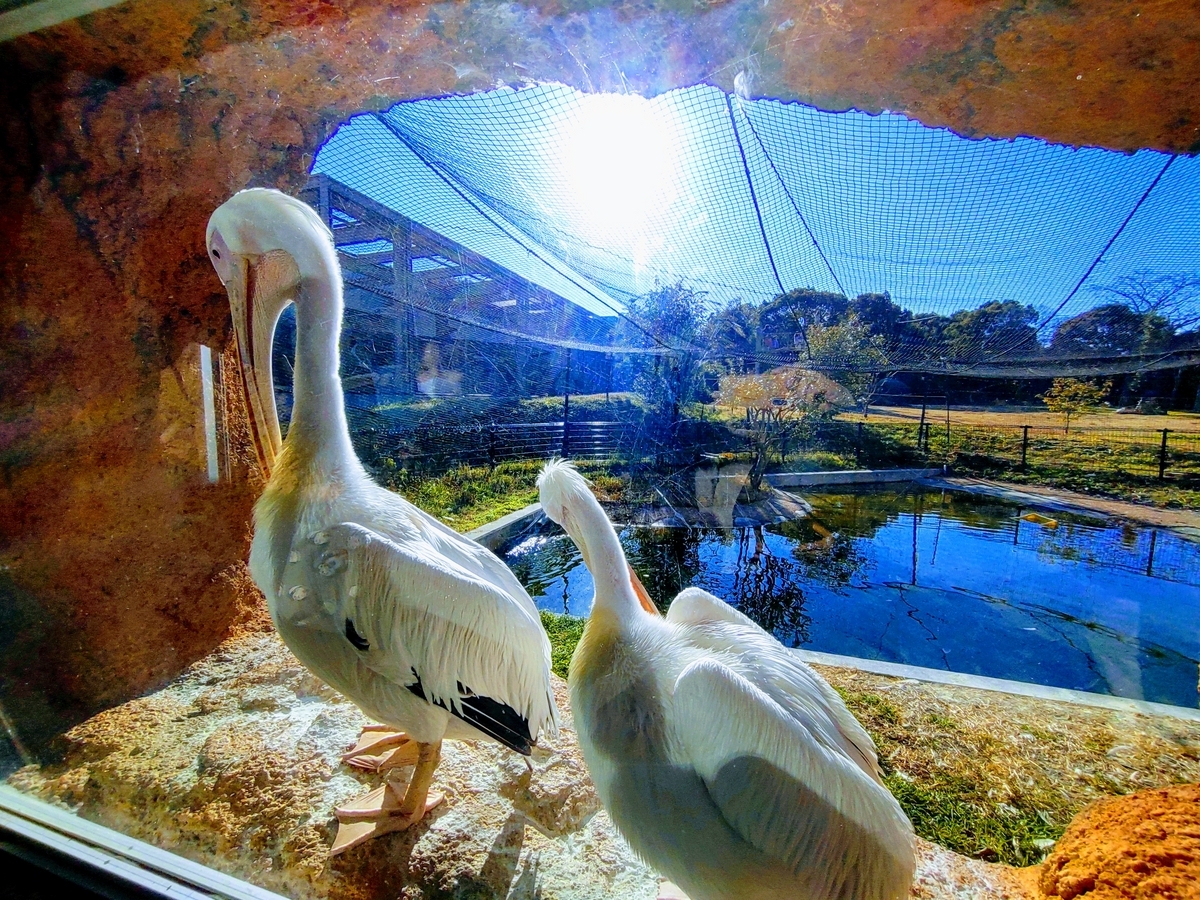 のんほいパーク　動物園