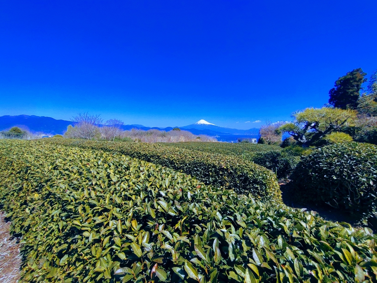 日本平お茶会館　茶畑と富士山