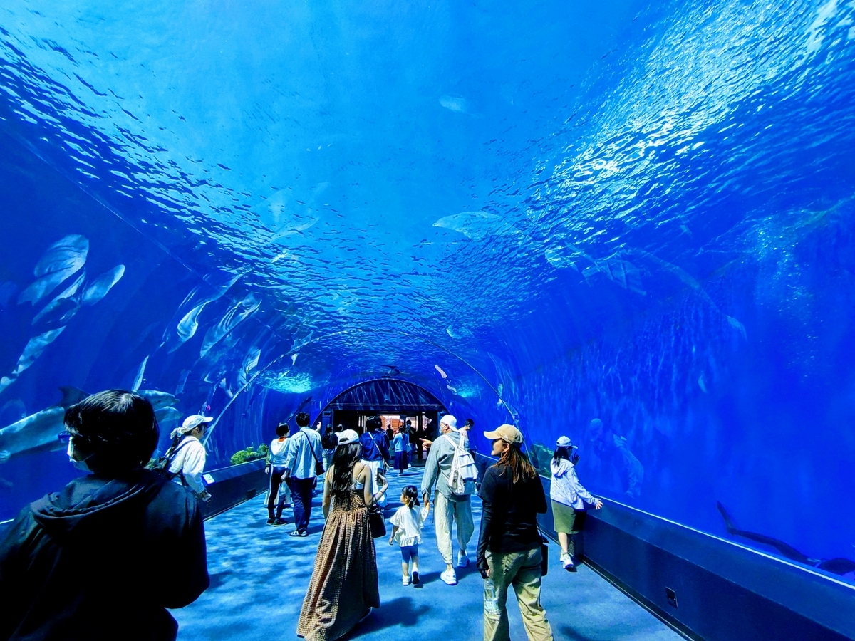 横浜八景島シーパラダイス　ドルフィンファンタジー
