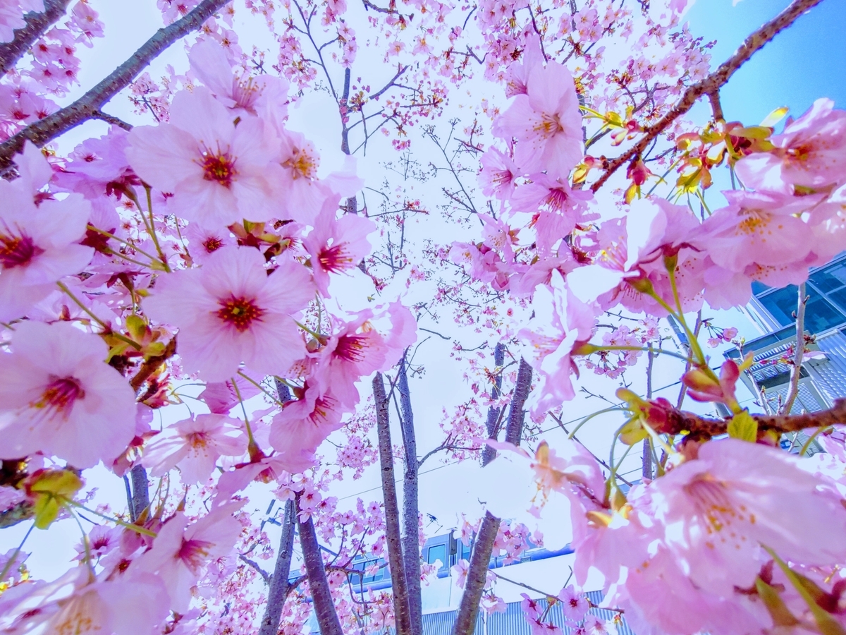 春　京都の桜