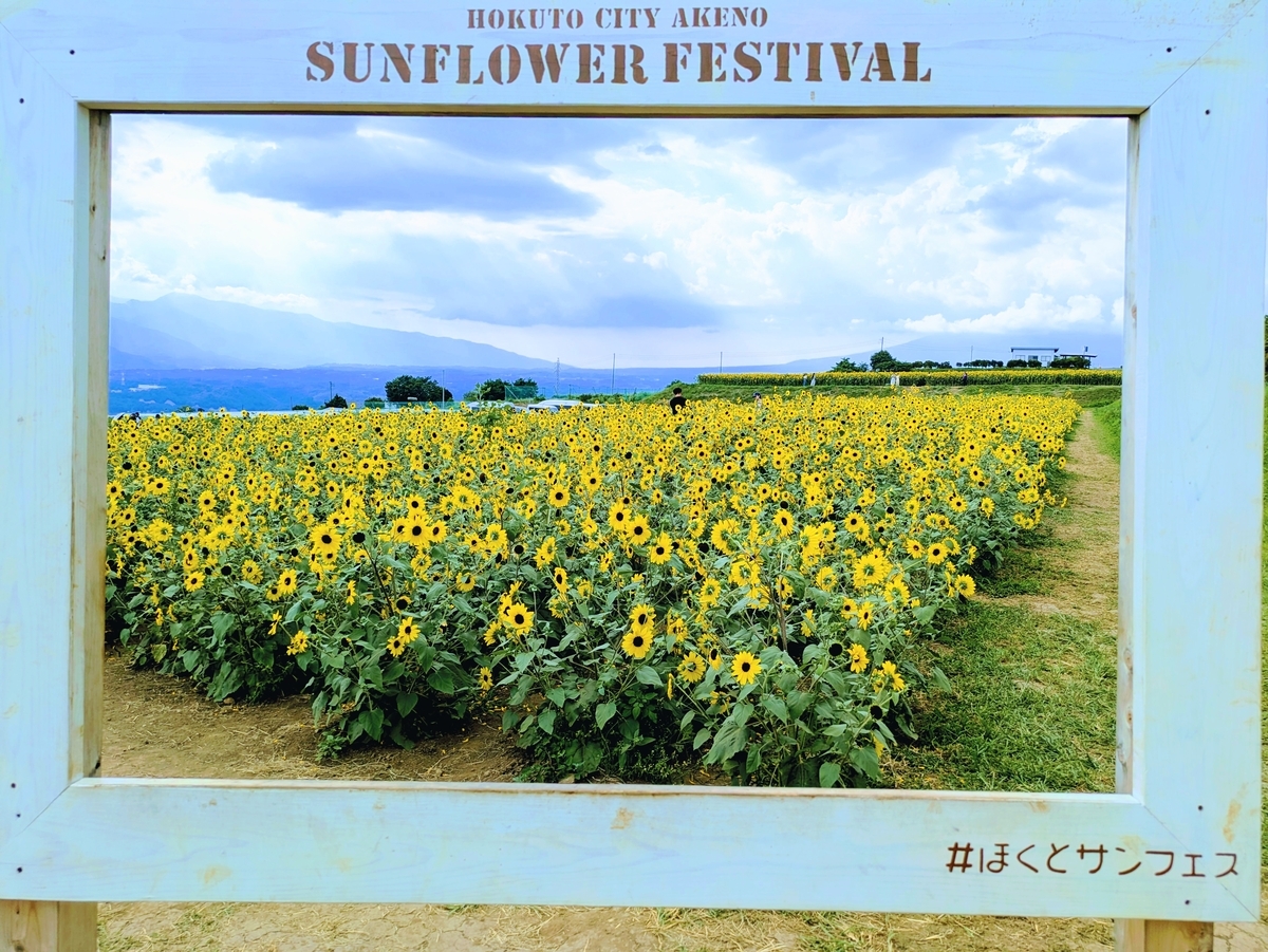 明野ひまわり畑