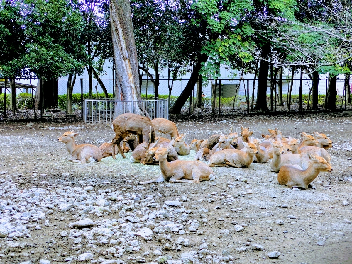三嶋大社 神鹿苑