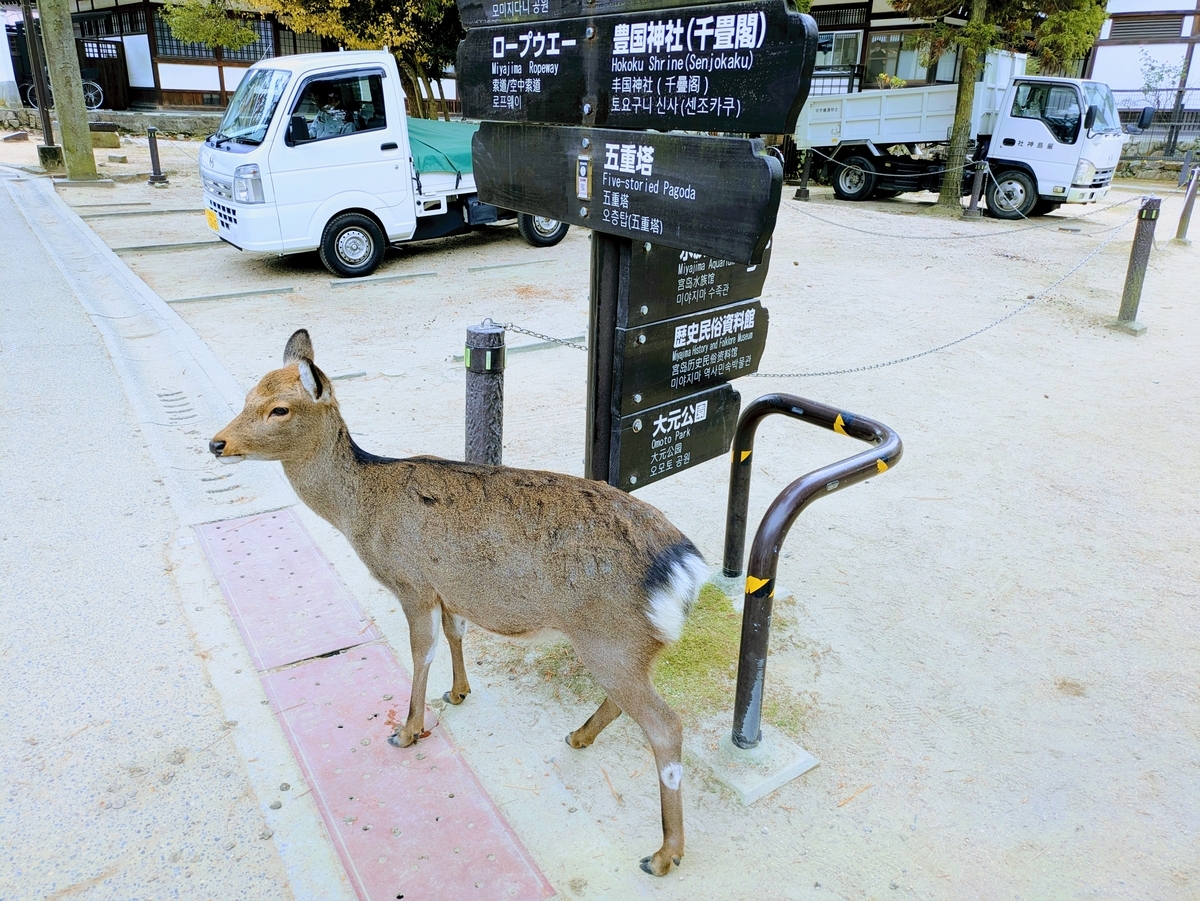 宮島を歩く鹿