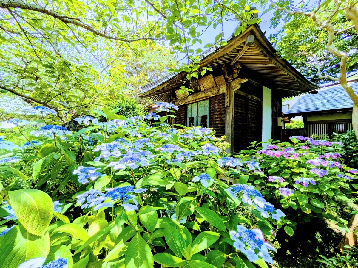 極楽寺境内の紫陽花